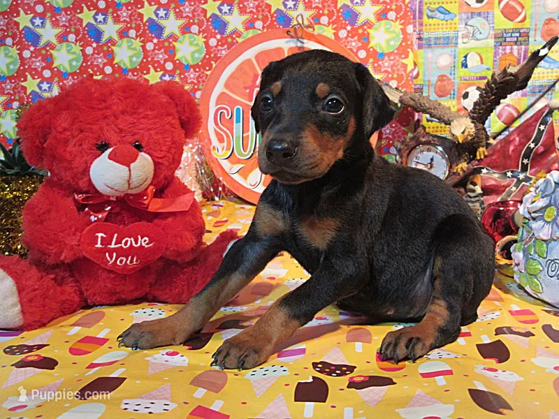 CANDY – Doberman Pinscher puppy for sale in London, KY