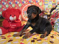 CANDY, a female Doberman Pinscher for sale in London, KY – Photo 1 of 9