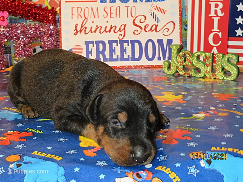 DIAMOND – Doberman Pinscher puppy for sale in London, KY