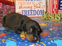 DIAMOND, a  Doberman Pinscher for sale in London, KY – Photo 1 of 9