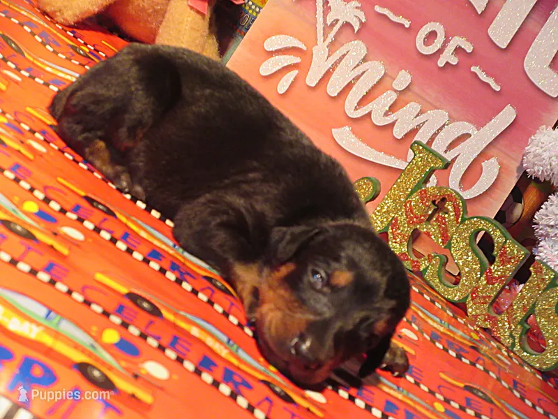 NICOLE – Doberman Pinscher puppy for sale in London, KY