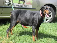 MISTY, a female Doberman Pinscher for sale in London, KY – 2 of 8