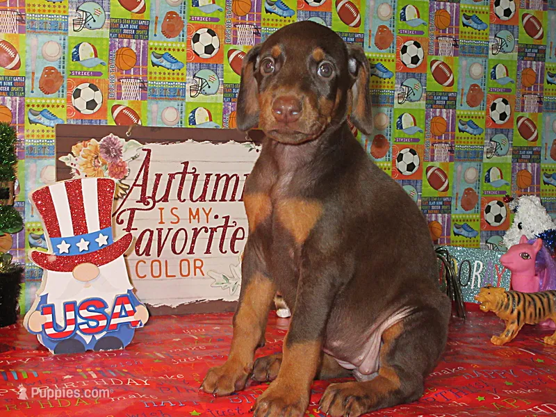 TERMINATOR – Doberman Pinscher puppy for sale in London, KY
