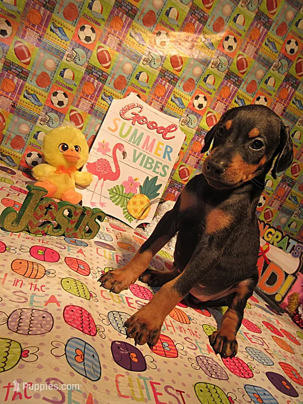 SALEM – Doberman Pinscher puppy for sale in London, KY