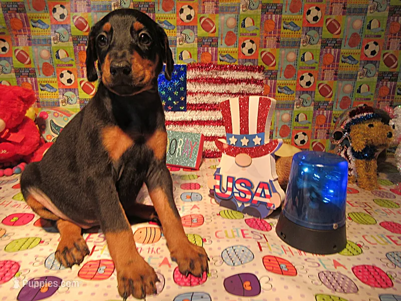 PERKY – Doberman Pinscher puppy for sale in London, KY