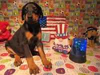 PERKY, a female Doberman Pinscher for sale in London, KY – 1 of 9