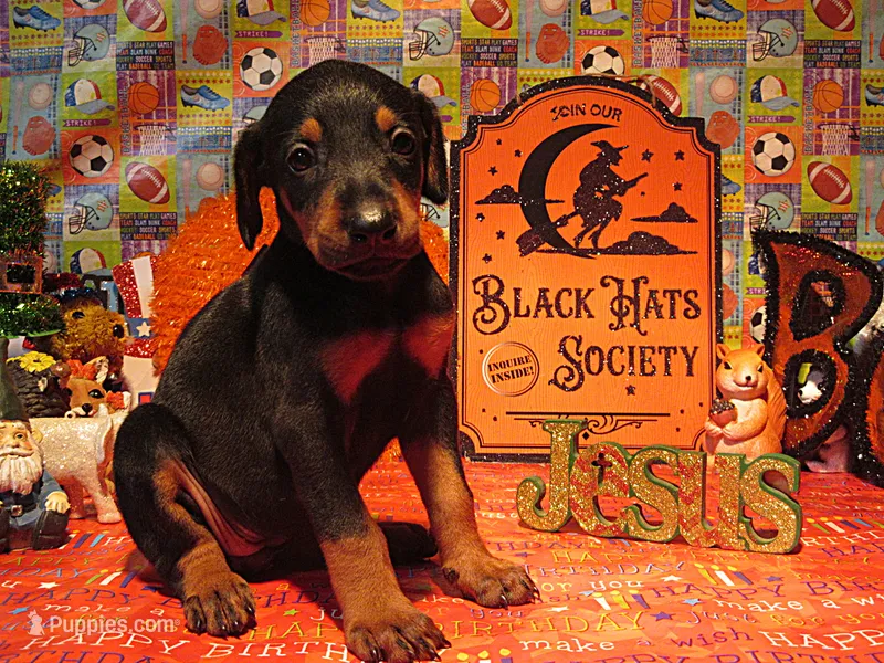 SHARONA – Doberman Pinscher puppy for sale in London, KY