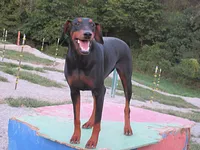 FREEWAY, a male Doberman Pinscher for sale in London, KY – 2 of 9