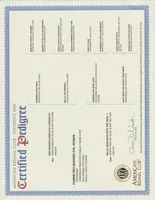 WILDFIRE, a  Doberman Pinscher for sale in London, KY – Photo 5 of 8