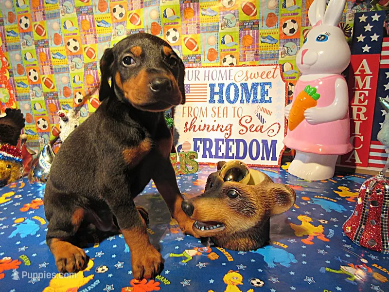ZEUS – Doberman Pinscher puppy for sale in London, KY