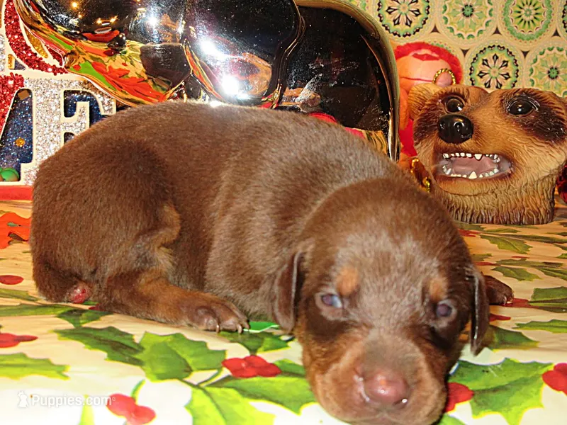 WILDFIRE – Doberman Pinscher puppy for sale in London, KY