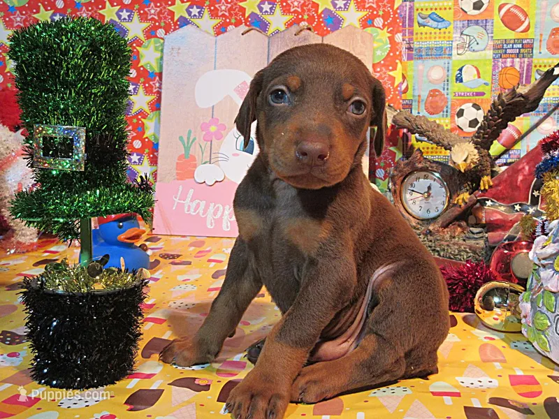 TOTO – Doberman Pinscher puppy for sale in London, KY