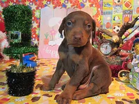 TOTO, a male Doberman Pinscher for sale in London, KY – Photo 1 of 8