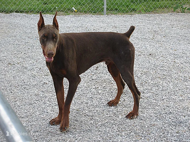 TOTO – Doberman Pinscher puppy for sale in London, KY