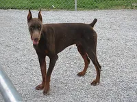 RED WIZARD, a  Doberman Pinscher for sale in London, KY – Photo 2 of 8