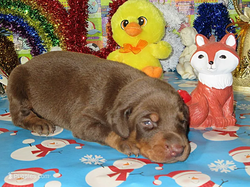 RED WIZARD – Doberman Pinscher puppy for sale in London, KY