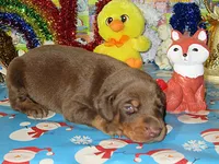 RED WIZARD, a  Doberman Pinscher for sale in London, KY – Photo 1 of 8