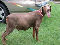RED WIZARD, a  Doberman Pinscher for sale in London, KY – Photo 3 of 8
