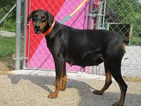 GEORGIE GIRL, a female Doberman Pinscher for sale in London, KY – Photo 2 of 5