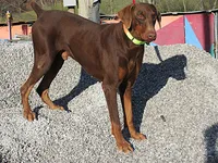 GEORGIE GIRL, a female Doberman Pinscher for sale in London, KY – Photo 3 of 5