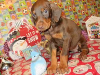 GEORGIE GIRL, a female Doberman Pinscher for sale in London, KY – Photo 1 of 5