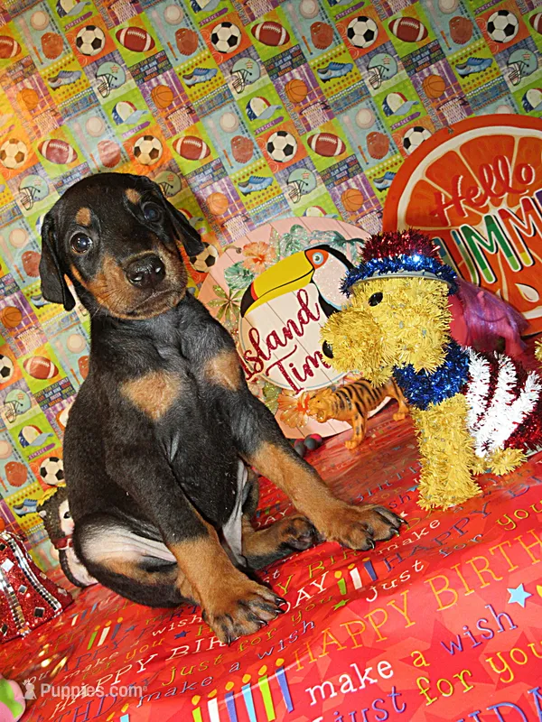 FREEWAY – Doberman Pinscher puppy for sale in London, KY