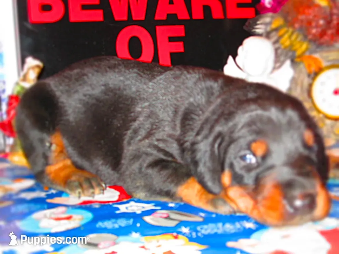MAX, a  Doberman Pinscher for sale in London, KY – 1 of 8