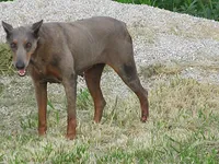 SUZI THE UNICORN BEAUTY, a female Doberman Pinscher for sale in London, KY – 2 of 6