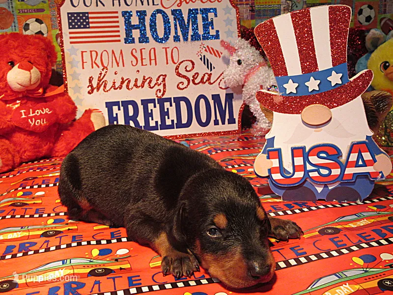 MISTY – Doberman Pinscher puppy for sale in London, KY