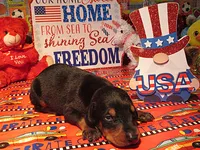 MISTY, a female Doberman Pinscher for sale in London, KY – 1 of 8