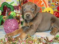 JESSICA, a female Doberman Pinscher for sale in London, KY – Photo 1 of 7