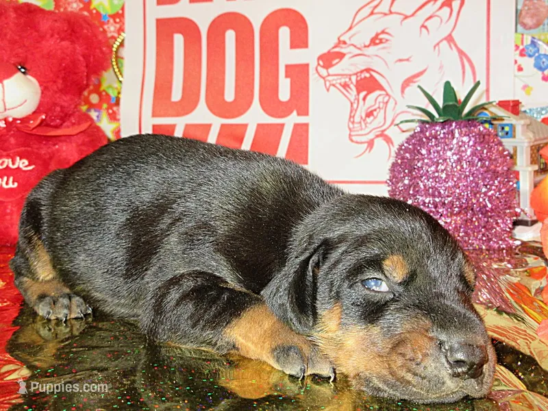 FREEWAY – Doberman Pinscher puppy for sale in London, KY