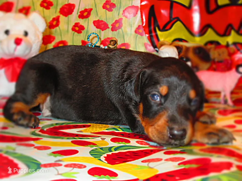 SHADOW – Doberman Pinscher puppy for sale in London, KY
