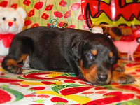 SHADOW, a  Doberman Pinscher for sale in London, KY – 1 of 8