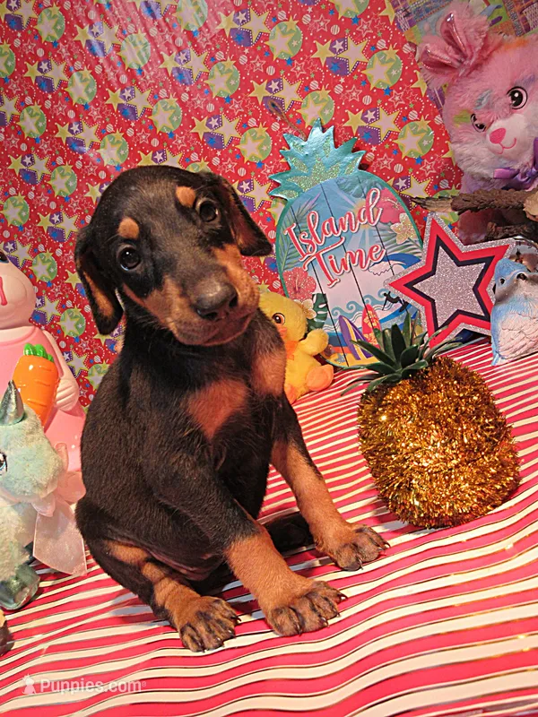 CORKY – Doberman Pinscher puppy for sale in London, KY