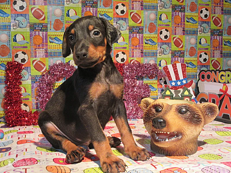 TOTO – Doberman Pinscher puppy for sale in London, KY