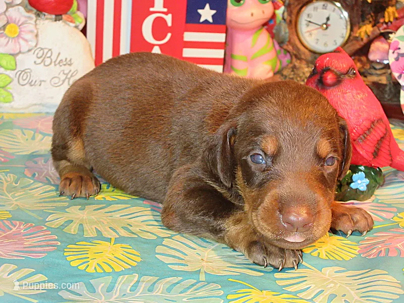 WINSTON – Doberman Pinscher puppy for sale in London, KY