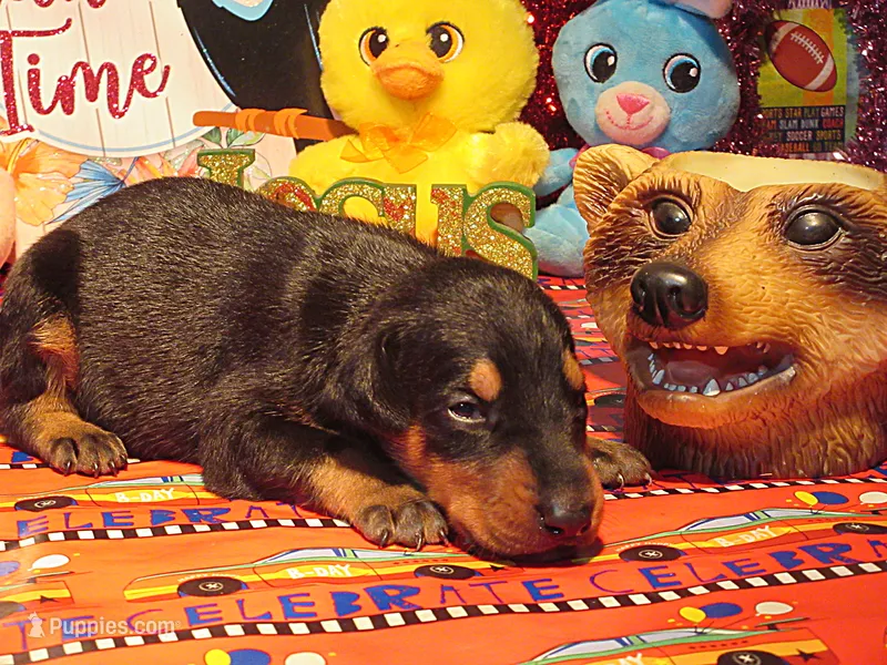 REGGIE – Doberman Pinscher puppy for sale in London, KY