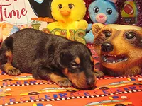 REGGIE, a male Doberman Pinscher for sale in London, KY – 1 of 10