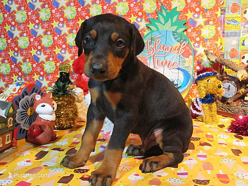 MOONA – Doberman Pinscher puppy for sale in London, KY