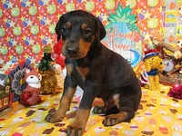 MOONA, a female Doberman Pinscher for sale in London, KY – Photo 1 of 8