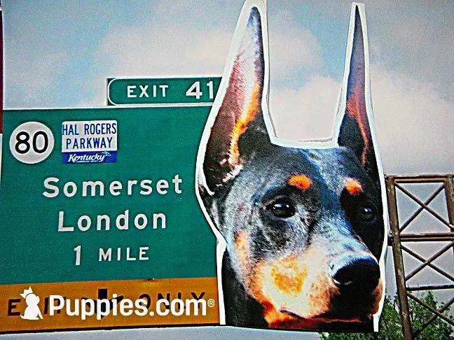 SUNSHINE, a  Doberman Pinscher for sale in London, KY – Photo 6 of 8