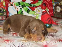 SUNSHINE, a  Doberman Pinscher for sale in London, KY – Photo 1 of 8