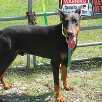 MOONA, a female Doberman Pinscher for sale in London, KY – Photo 3 of 8
