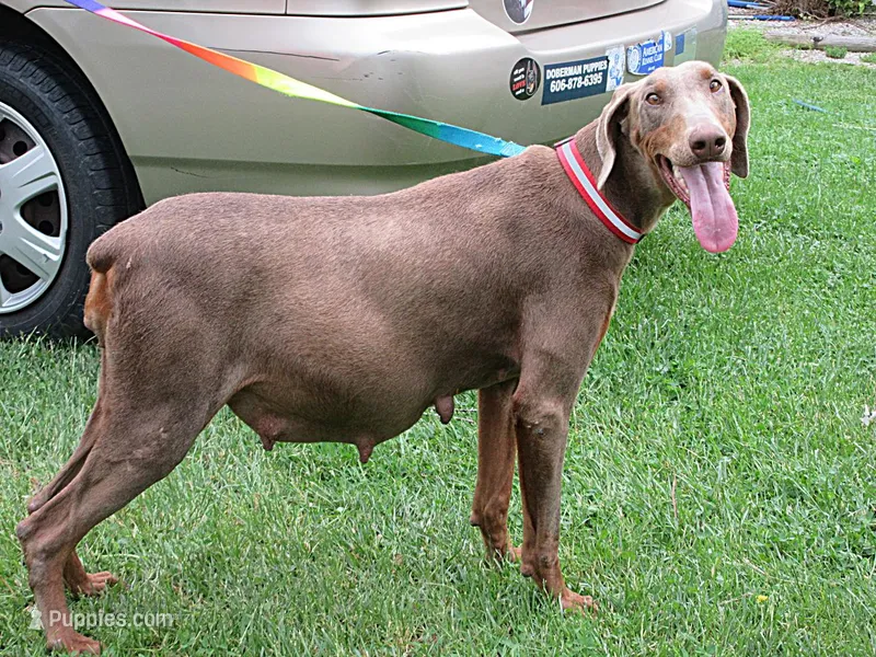 GLORILLA – Doberman Pinscher puppy for sale in London, KY
