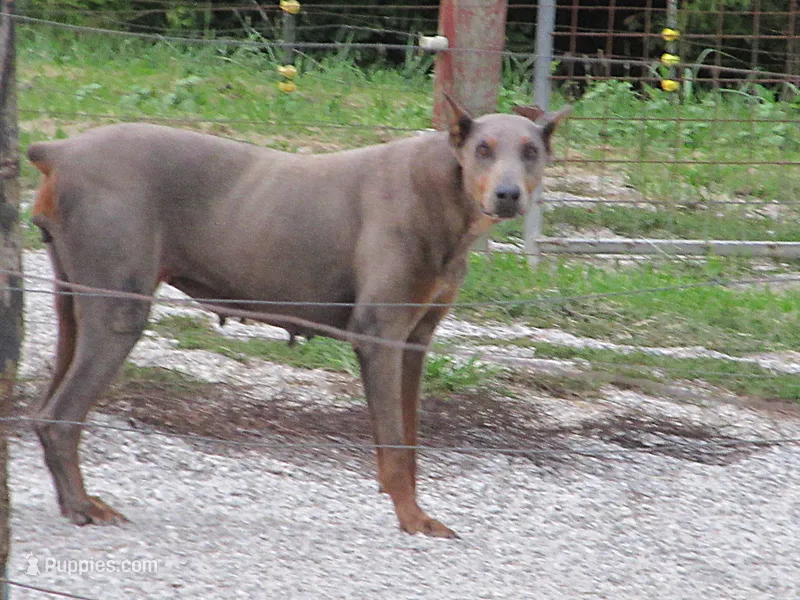 SUZI THE UNICORN BEAUTY OF LONDON KY – Doberman Pinscher puppy for sale in London, KY
