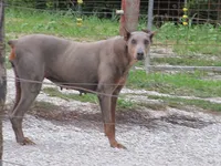 SUZI THE UNICORN BEAUTY, a female Doberman Pinscher for sale in London, KY – 3 of 6