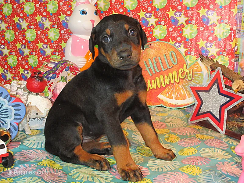 CORKY – Doberman Pinscher puppy for sale in London, KY