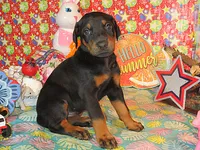 CORKY, a female Doberman Pinscher for sale in London, KY – 1 of 10