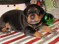 BECKETT, a  Doberman Pinscher for sale in London, KY – 1 of 10